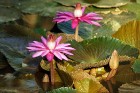 Lotosa ziedi – viens no vissvarīgākajiem Indijas kultūras un reliģiju simboliem dzīvā dabā ir nepārspējami cēli un skaisti. Foto: Guna Bērziņa 26