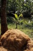 Savākta, saplucināta un izžāvēta, sagatavota virvju vīšanai kokosšķiedra. Backwaters, Kollam. Foto: Guna Bērziņa 33