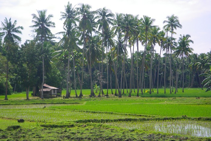 Tipiska  ainava - filipīniešu rīsu lauki
Foto: Irīna Klapere, Relaks Tūres gids 58168