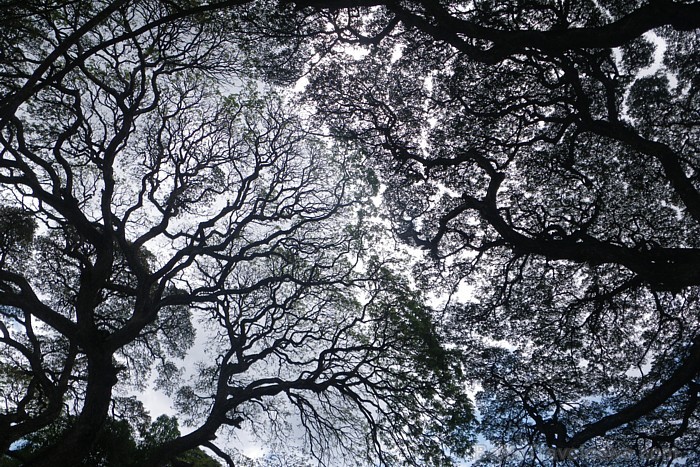 Milzīgie koki Siguijor salā
Foto: Irīna Klapere, Relaks Tūres gids 58169
