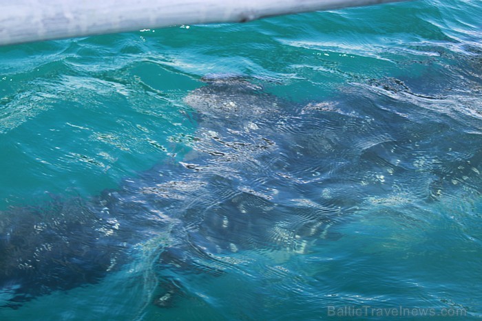 Donsolā ir iespēja peldēties ar vaļhaizivīm, kur tās uzturas no novembra līdz jūnijam
Foto: Irīna Klapere, Relaks Tūres gide 58181