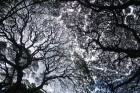 Milzīgie koki Siguijor salā
Foto: Irīna Klapere, Relaks Tūres gids 7