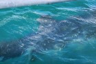 Donsolā ir iespēja peldēties ar vaļhaizivīm, kur tās uzturas no novembra līdz jūnijam
Foto: Irīna Klapere, Relaks Tūres gide 19