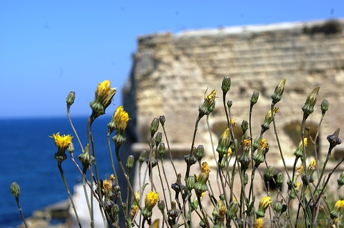 Malta (Foto: Armands Muižnieks) 58326