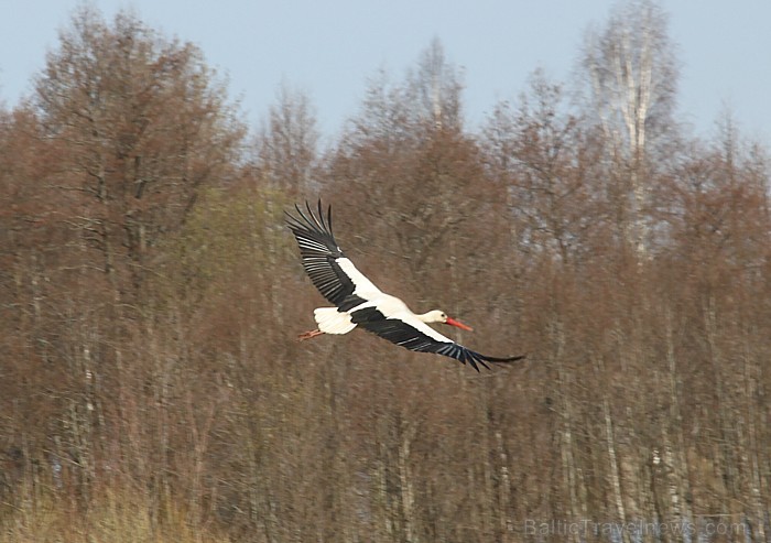 Lielā Piektdiena Latgalē - lidojumā 58481