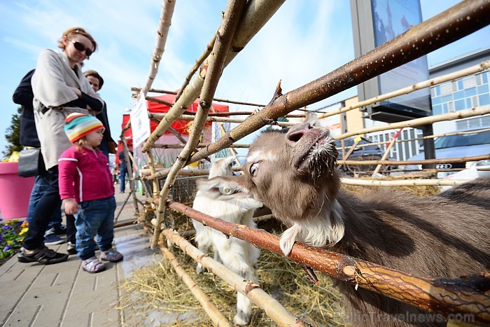 Lieldienās pie Spices uzbūra īstu lauku ainavu 
Foto: Kaspars Garda 58739