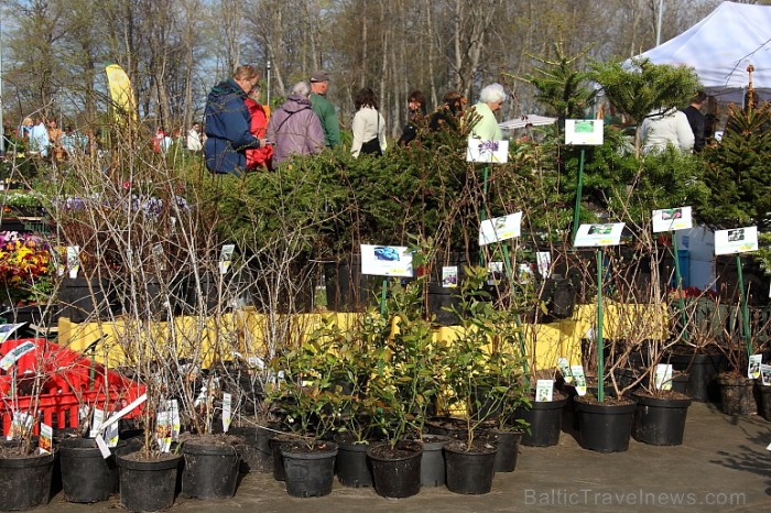 Atšķirībā no iepriekšējiem gadiem, šī gada Stādu parāde pavasarī aicināja piedalīties akcijā Bērna stādīts koks
Foto: Juris Kilkuts 58954