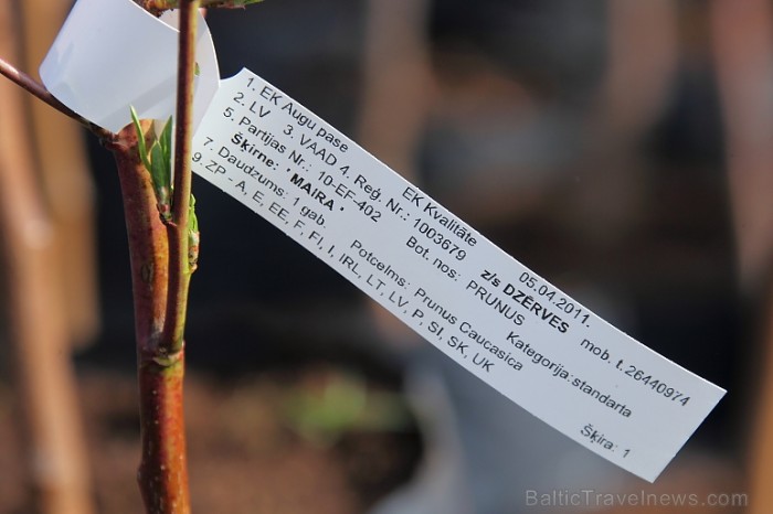 Pasākuma laikā notika stādu tirdzniecība, amatnieku gadatirgus, stādu izsole
Foto: Juris Kilkuts, Fotoatelje.lv 58958