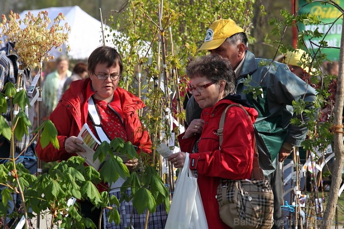 Latvijas Stādu parāde 2011 notika Siguldā, Svētku laukumā pie panorāmas riteņa. Papildus informācija: www.staduparade.lv
Foto: Juris Kilkuts 59002