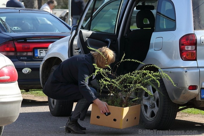 Latvijas Stādu parāde 2011 notika Siguldā, Svētku laukumā pie panorāmas riteņa. Papildus informācija: www.staduparade.lv
Foto: Juris Kilkuts 59005