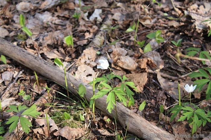 Vizbuļi - tiecoties pret saules stariem.
Foto: Līga Jaunozola 59524