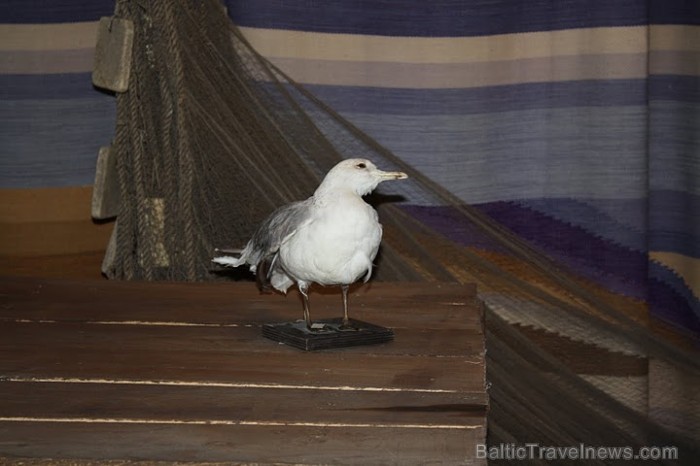 No sākuma zvejnieki savus tīklus darināja no lina, taču Hercoga Jēkaba laikā ieviesa kokvilnas tīklus.
Foto: Līga Jaunozola 59539