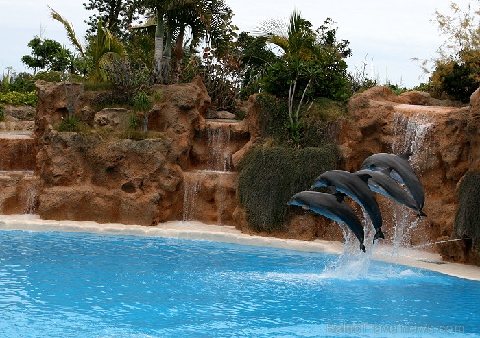 Loro parkā katru dienu notiek vairāki šovi un viens no apmeklētākajiem ir delfīnu šovs 63484