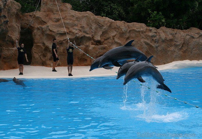 Delfinārijs sāka darbību 1987. gadā ar 6 delfīniem, kuri tika atvesti no ASV 63486