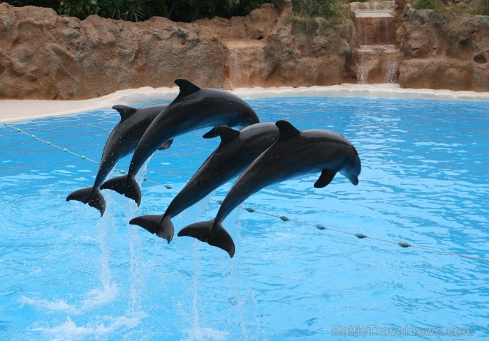 Šo gadu laikā delfīnu ģimene ir palielinājusies, tā kā ir piedzimuši vairāki jauni delfīni, daļa no kuriem nodoti Eiropas delfinārijiem 63487