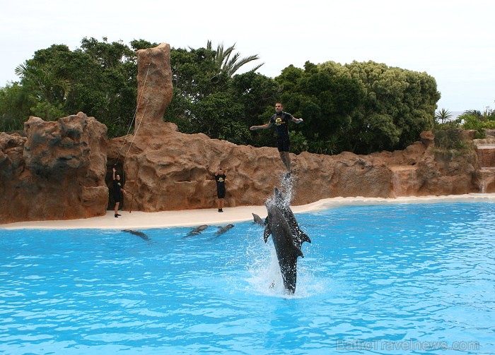 Delfīnu šovs Loro parkā, Tenerifes salā 63491