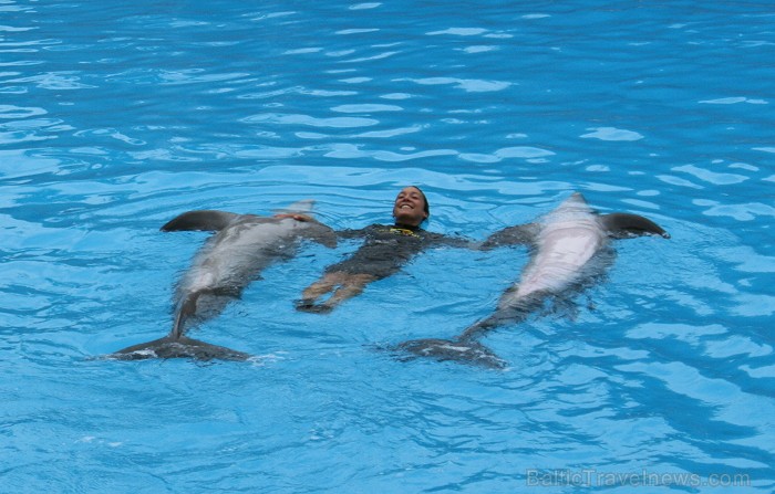 Delfīnu šovs Loro parkā, Tenerifes salā 63492