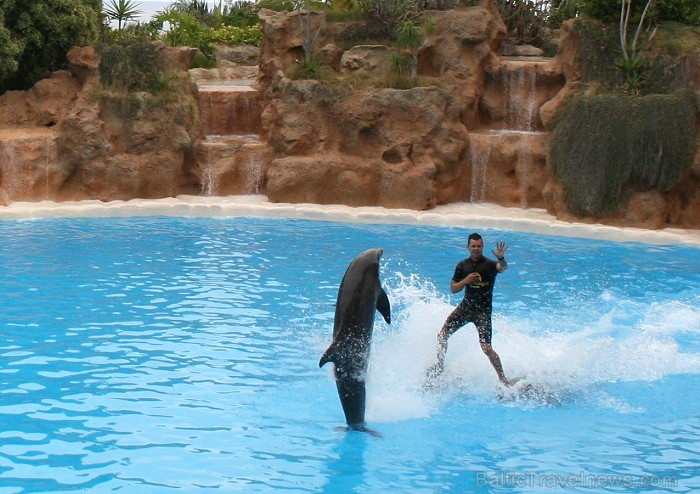 Delfīnu šovs Loro parkā, Tenerifes salā 63493
