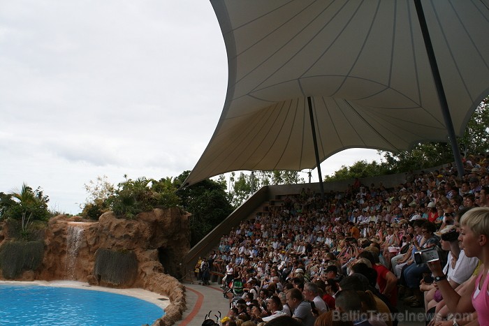 Delfīnu šovs Loro parkā, Tenerifes salā 63499