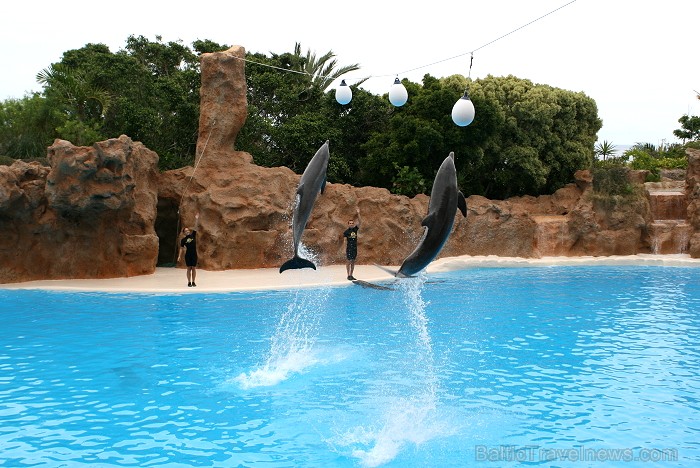 Delfīnu šovs Loro parkā, Tenerifes salā 63500