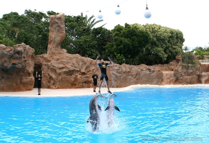 Delfīnu šovs Loro parkā, Tenerifes salā 63501