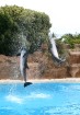 Loro parka delfinārijs ir viens no lielākajiem delfinārijiem Eiropā 3