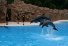 Delfinārijs sāka darbību 1987. gadā ar 6 delfīniem, kuri tika atvesti no ASV 4