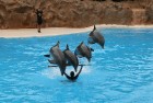 Delfīniem Loro parkā tiek nodrošināti komfortabli dzīves apstākļi, ieskaitot nepieciešamo fizisko slodzi, tāpēc tie jūtas laimīgi un ir labā fiziskajā 7