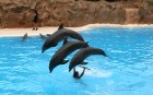 Delfīnu šovs Loro parkā, Tenerifes salā 8
