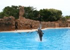 Delfīnu šovs Loro parkā, Tenerifes salā 9