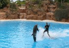 Delfīnu šovs Loro parkā, Tenerifes salā 11