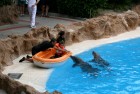 Daudzi tūristi izvēlas Loro parku, lai nosvinētu bērna dzimšanas dienu. Loro parks piedāvā unikālu iespēju gaviļniekam izvizināties laivā delfīnu pava 15