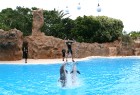 Delfīnu šovs Loro parkā, Tenerifes salā 19