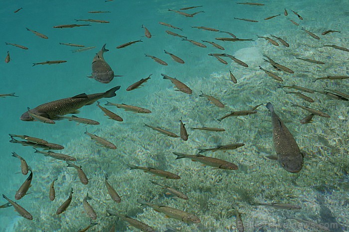 Zivju bari kristāldzidrajā ūdenī piepeld tieši pie tūristu taciņām 64653