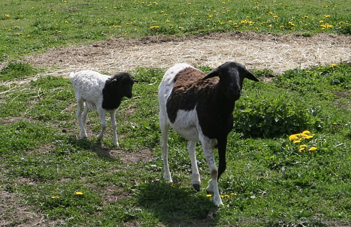 Mini zoo ir gan pundurkazas, gan Svētā Jakoba aitas ar četriem ragiem, Anglo – Nūbijas kazas,  Somālijas aitas 65500