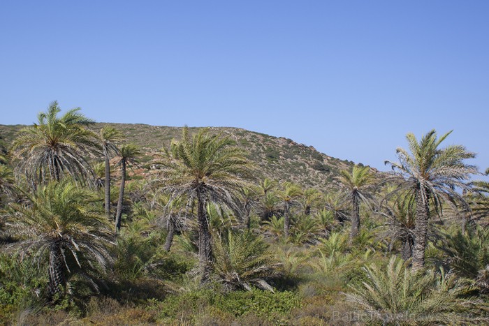 Vienīgā dabisko palmu audze Eiropā. Foto: www.fotoprojekts.lv 66668