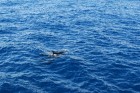 Mums paveicās, mēs redzējām delfīnus - www.novatours.lv 28