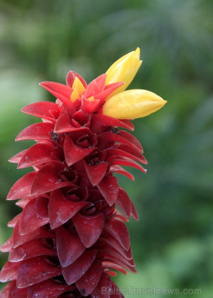 Dārzā atrodami arī fantastiski skaisti tropu ziedi 70207