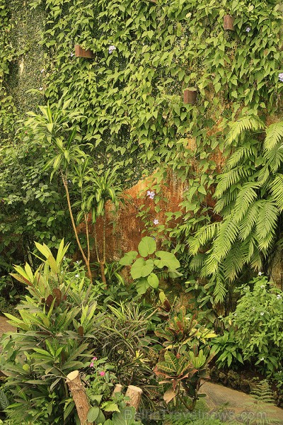 Kurā simtiem tauriņu dzīvo dažādu tropu augu vidū 70214