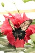 Mariposario del Drago tauriņu dārzā ir iespējams apskatīt visdažādāko šķirņu tauriņus 11