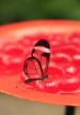 Priekš tauriņiem tiek likti speciāli trauciņi ar augļiem un sīrupu, lai tos pievilinātu 17