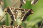 Mariposario del Drago tauriņu dārzā ir iespējams apskatīt visdažādāko šķirņu tauriņus 19