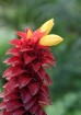 Dārzā atrodami arī fantastiski skaisti tropu ziedi 31