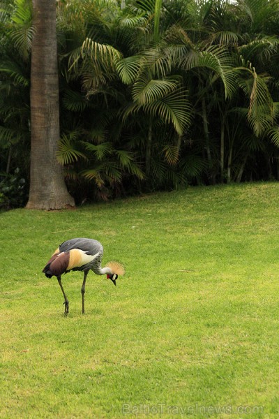 Neskaitot papagaiļus, Loro parkā iespējams aplūkot arī citu sugu putnus 70358