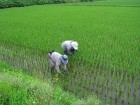 Rīsu audzēšana Hokaido salā (Foto: Guna Ķibere) 22