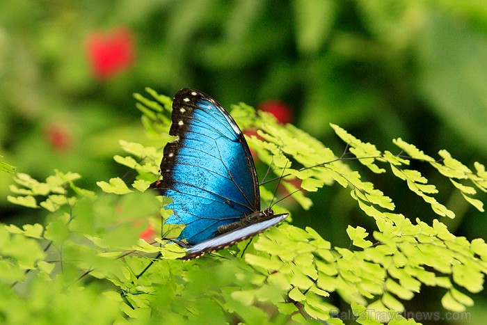 Apmeklēšanas vērts ir Mariposario del Drago tauriņu dārzs - www.novatours.lv 70652