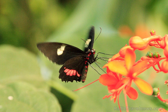 Apmeklēšanas vērts ir Mariposario del Drago tauriņu dārzs 70654