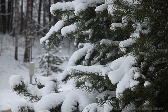 Latvijas ziema 2012 ir mūsu prieks un rūpes - ziema mežā 71398