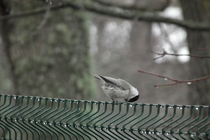 Piestājam Gaujienas muižas parkā, noskatāmies dzilnīšu pavasara dejās un apskatām purva zīlīti. Turpat vērojam svilpju bariņu un klausāmies kā kaļ diž 72759