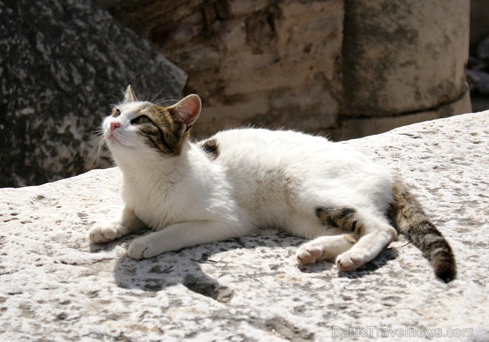 Šodien Efesas iedzīvotāji ir kaķi. Pastaigājoties pa pilsētu saskaitījām ap 30 ūsaino pilsētas rezidentu 74716